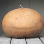 bushel gourd
