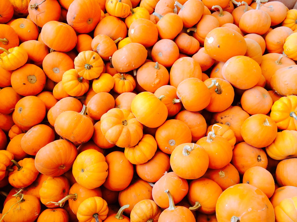 orange pumpkin minis